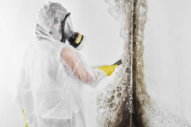 Best Toxic Mold Removal  in Bulverde, TX