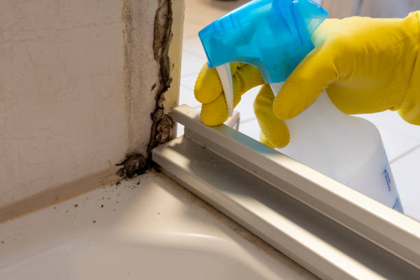 Mold Removal and Inspection in Bulverde, TX