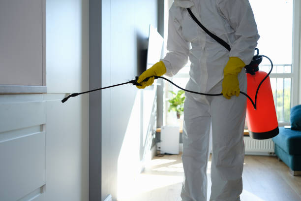 Best Mold Removal Company Near Me  in Bulverde, TX