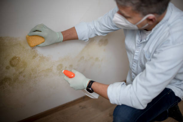 Best Residential Mold Removal  in Bulverde, TX