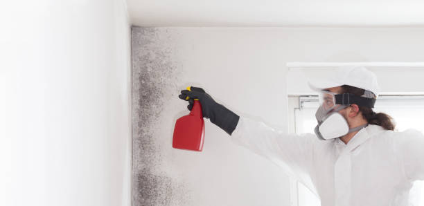 Best Office Mold Removal Services  in Bulverde, TX