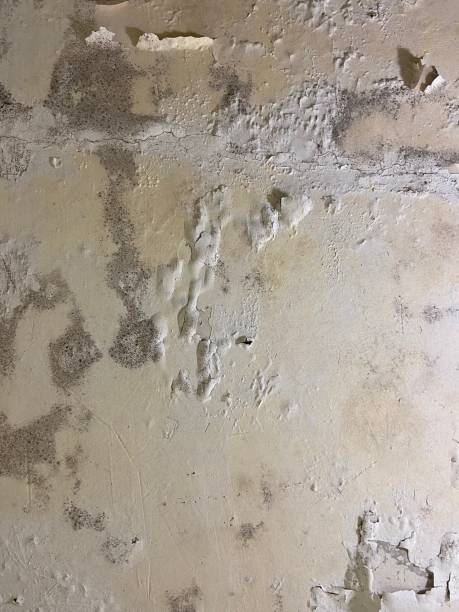 Best Home Mold Removal  in Bulverde, TX