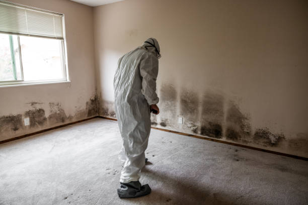 Best Affordable Mold Removal  in Bulverde, TX