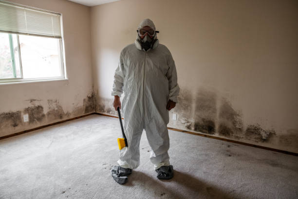 Best Mold Damage Repair  in Bulverde, TX