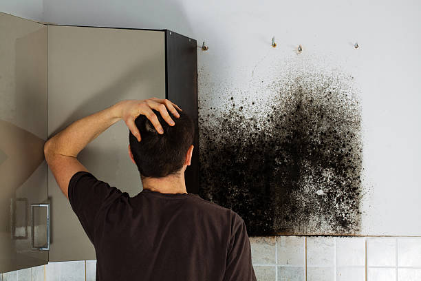 Best Professional Mold Removal  in Bulverde, TX