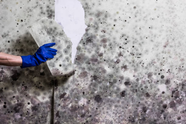Best Best Mold Removal Companies  in Bulverde, TX